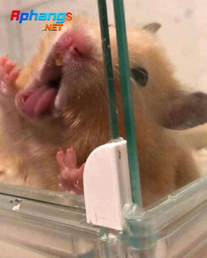 09f5d3e6350d45b49876d1cdbb618a55chuot-the-luoi-mlem-mlem.jpg