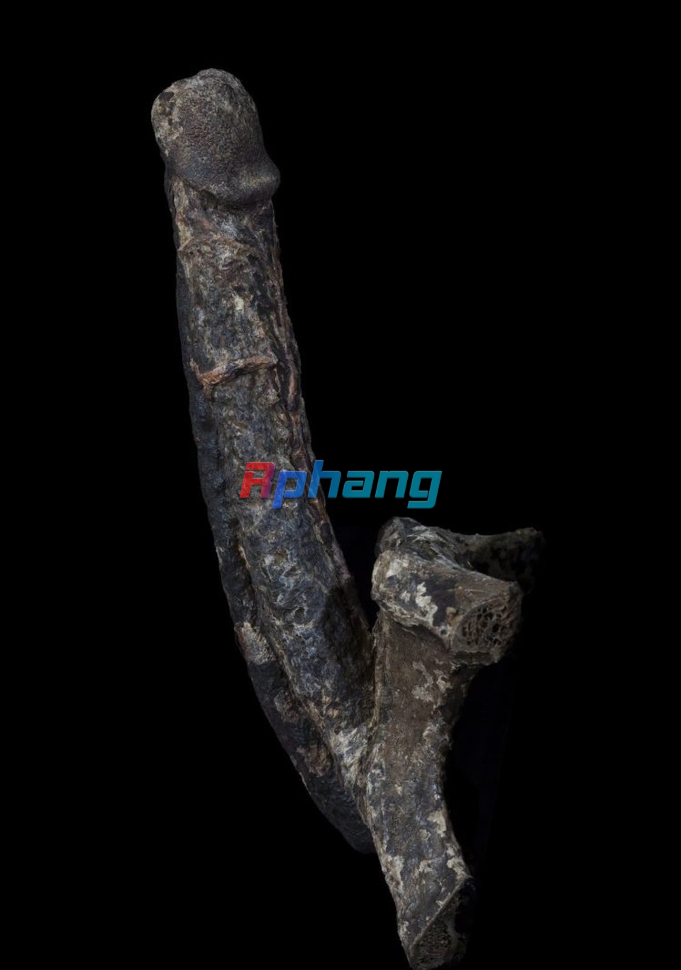 duong-vat-1498718009508.jpg
