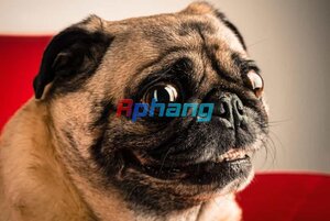 IMG_4240.jpeg