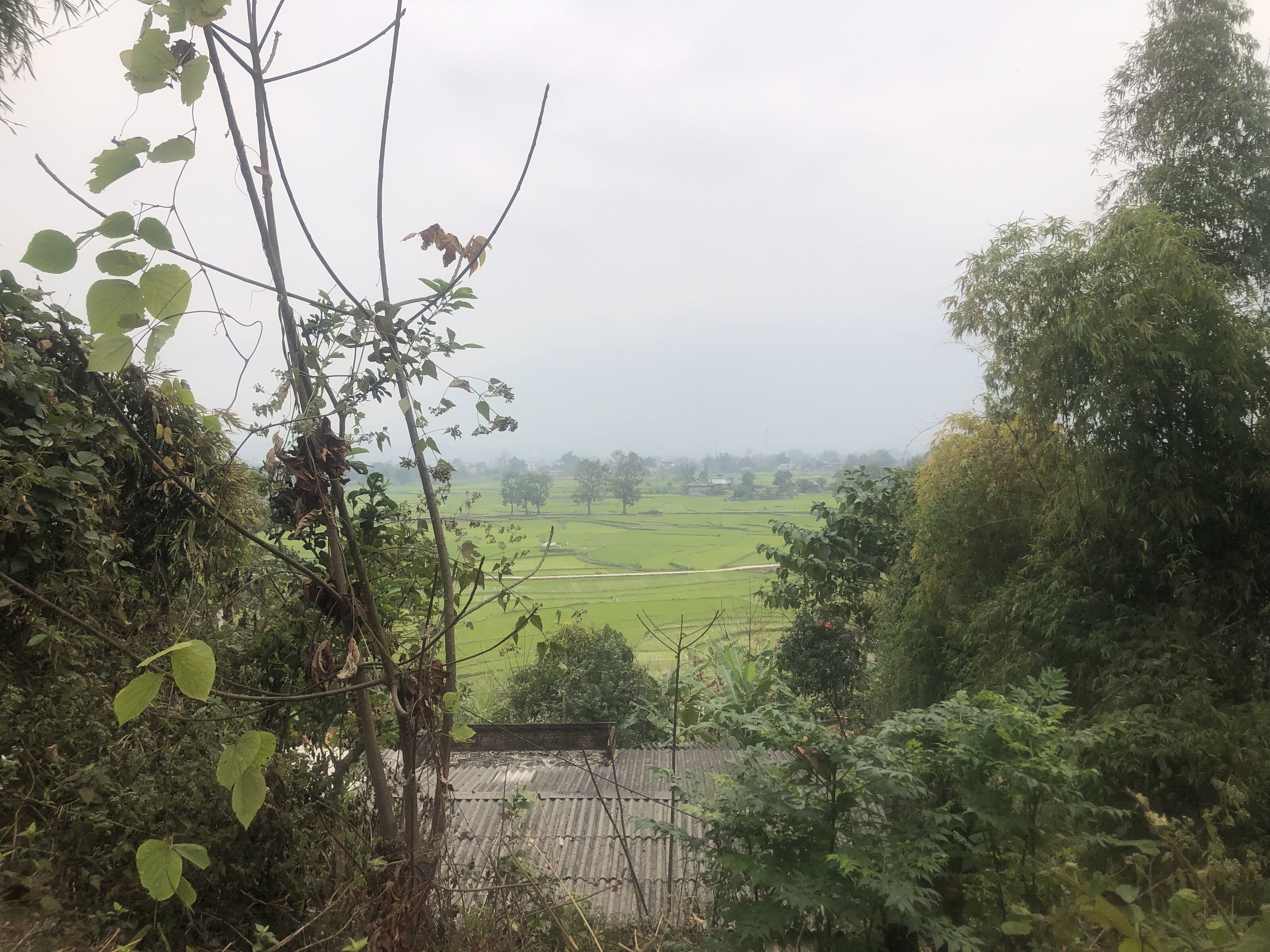 IMG_2037.jpeg