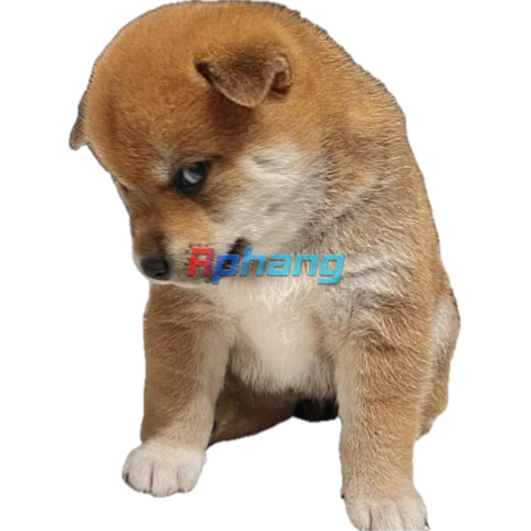 1750167242017.png