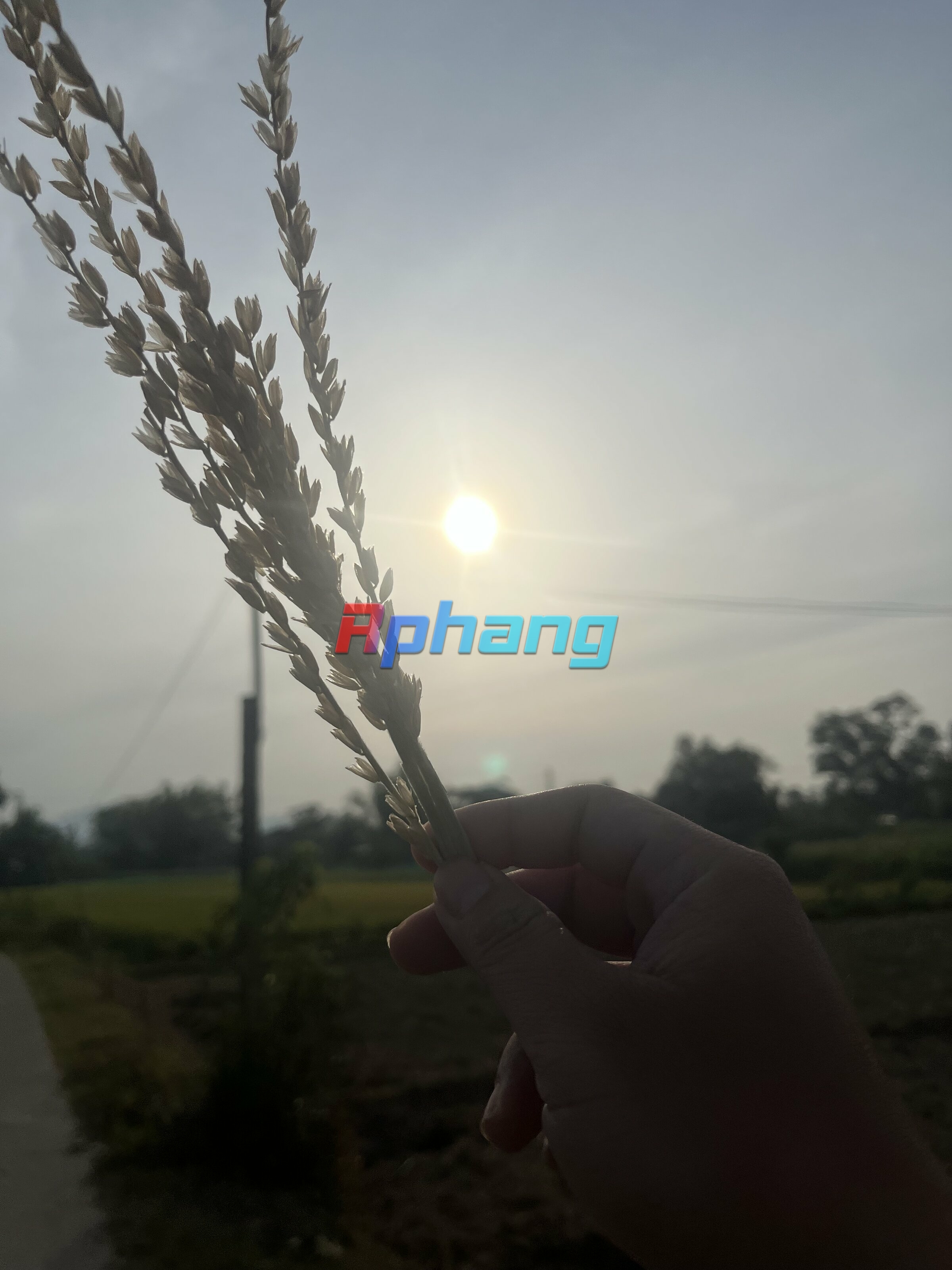 IMG_3746.jpeg