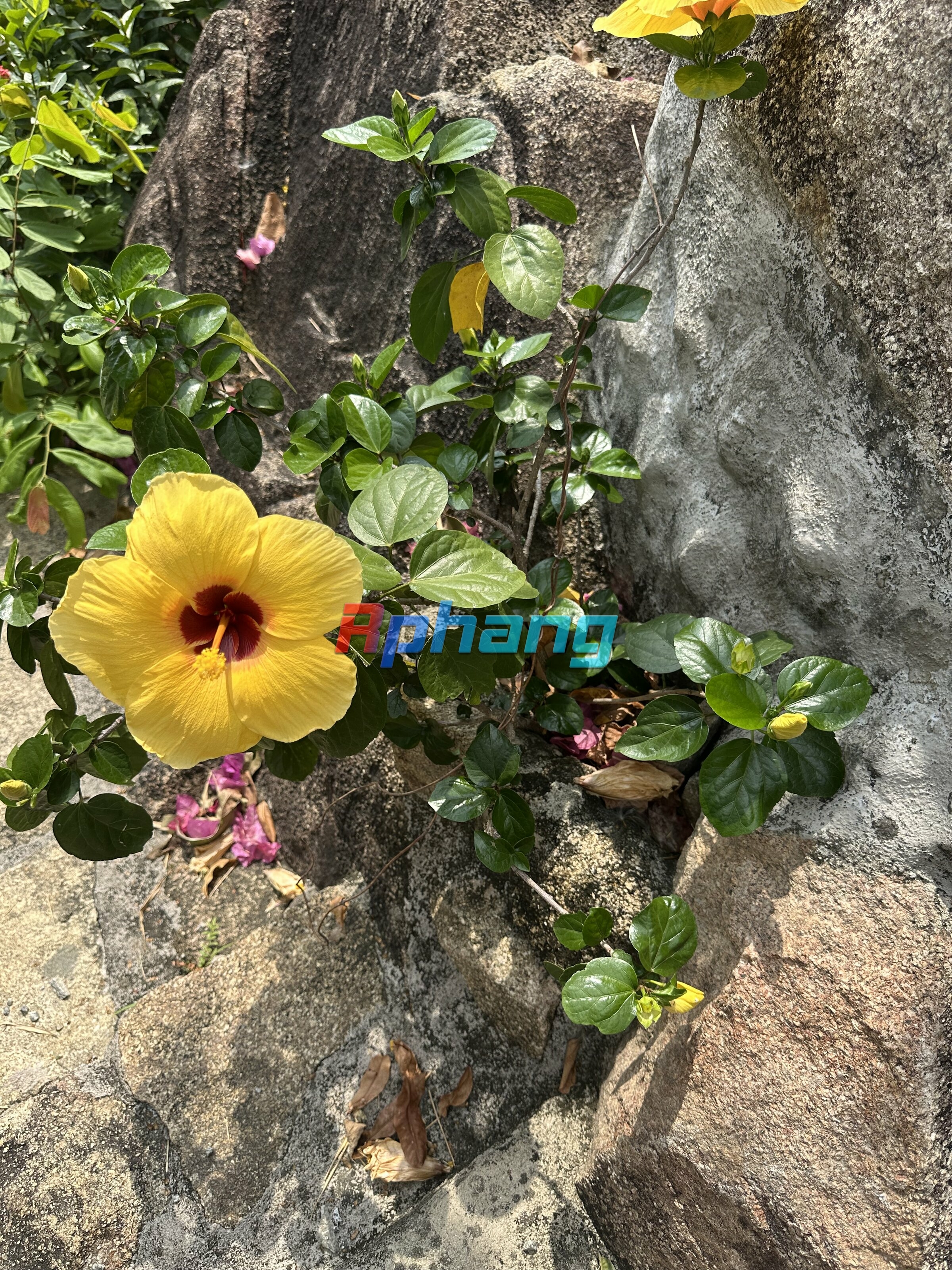 IMG_1217.jpeg