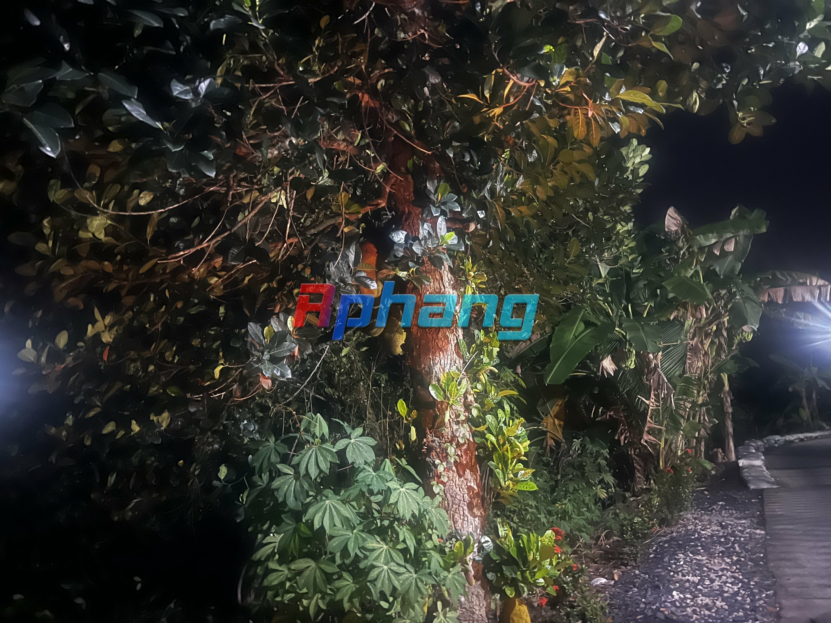 C2F09E2B-BBB3-4856-AE35-04D0DCFF516E.jpeg
