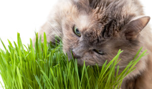 Cat-Eating-Grass2.jpg