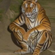sonhipt1908