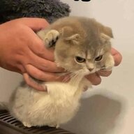 Chim to 1 lớp