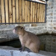 Chú 2 Cự Bặc